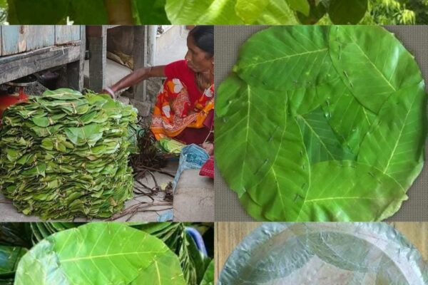 শাল পাতায় দাঁড়িয়ে জঙ্গলমহলের অর্থনীতি